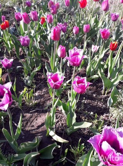 Луковицы нарциссов, тюльпанов