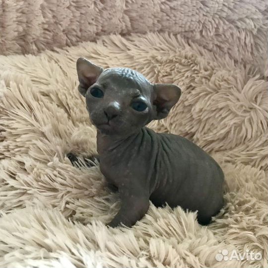 Канадский сфинкс