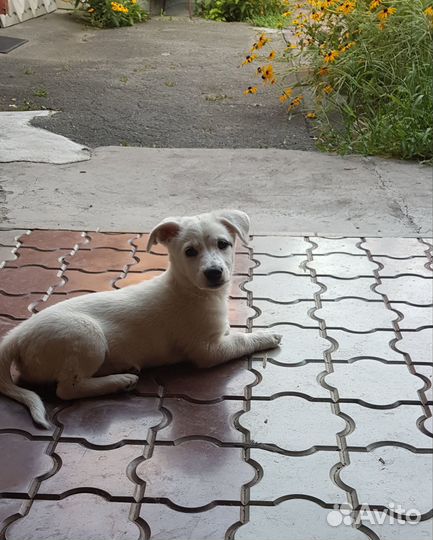 Пристройство щеночка