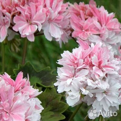 Пеларгония звездчатая Vectis Finery