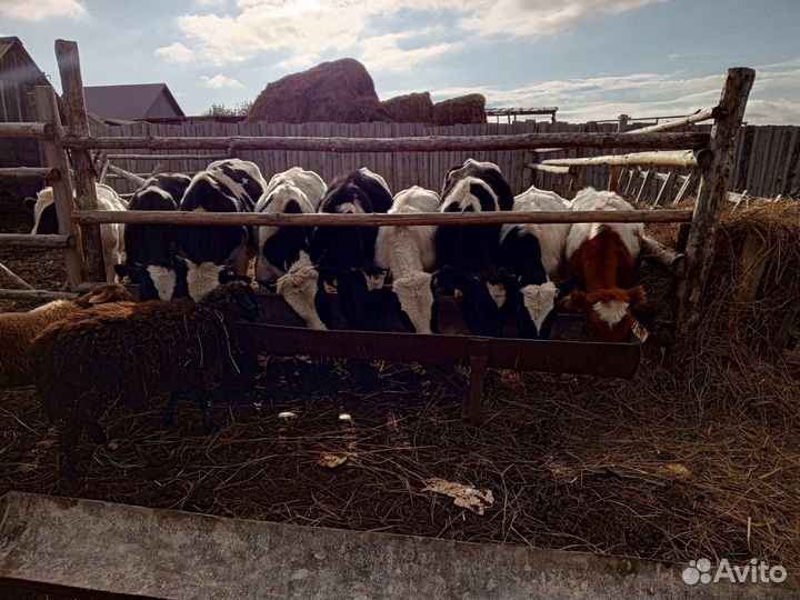 Телята бычки и телочки