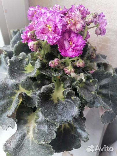 Комнатные цветы фиалки