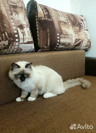 Сиамский кот
