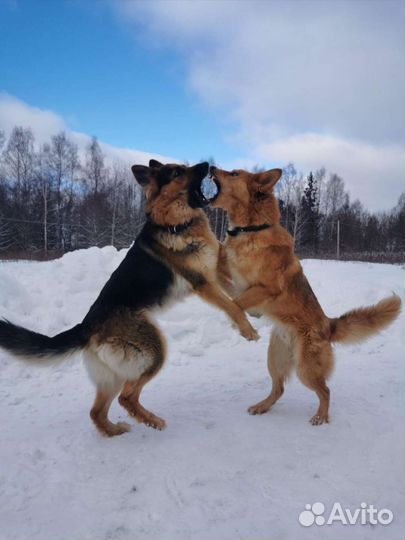 Щенки волкособа