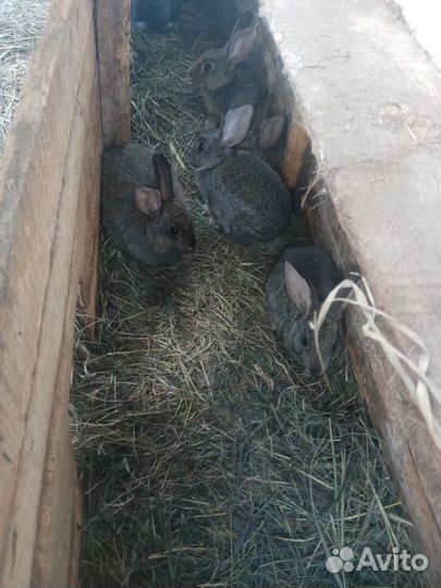 Кролики от 2 до 10 мес
