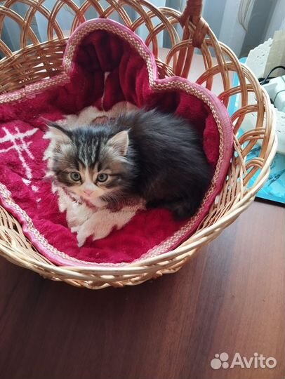 Котенок девочка