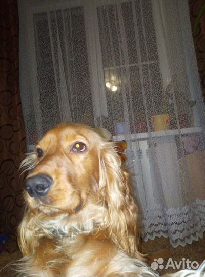 Кокер спаниель