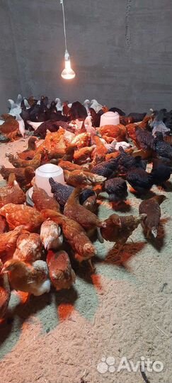 Куры Несушки