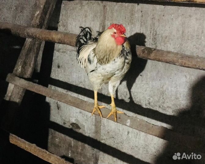 Петух деревенский