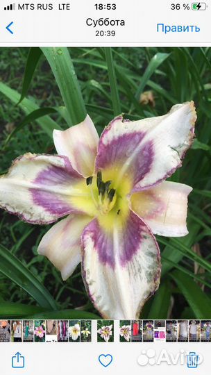 Лилейник гибридный Дистенейд Ту Си