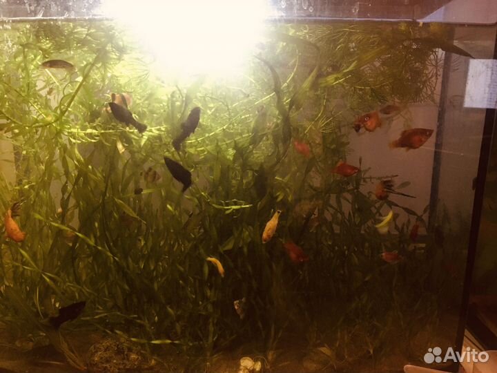 Гуппи, пецилия балон, моллинезия, данио, креветки