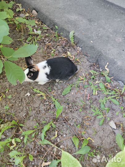 Декоративные кролики