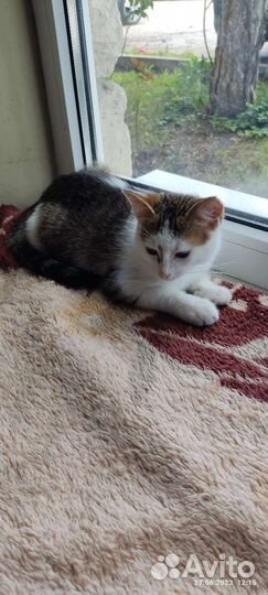 Котенок Милка