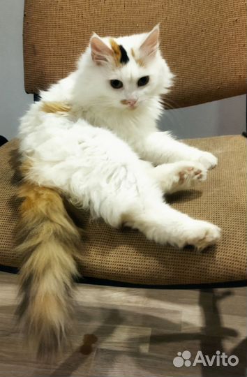 Кошки в добрые руки