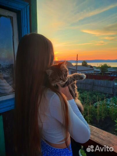 Передержка кошек, зооняня