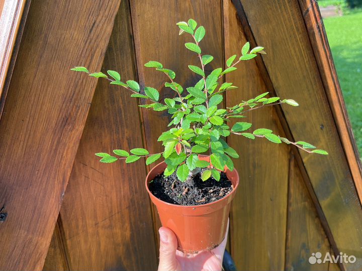 Бонсай (вяз мелколистный)