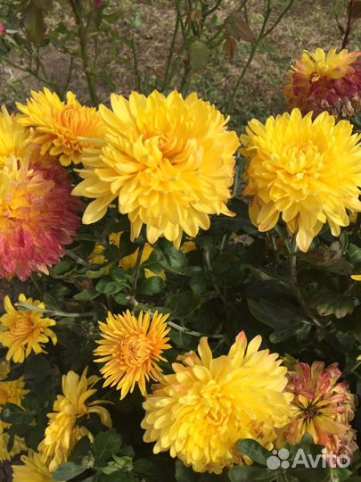 Хризантема