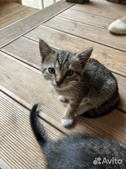 Котята в добрые руки бесплатно