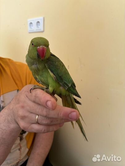 Ожереловый попугай