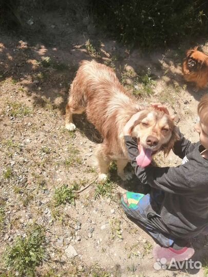 Найдена собака