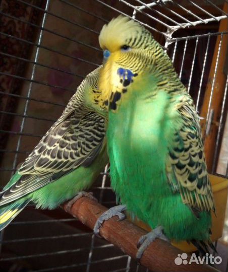 Выставочные волнистые (чехи) птенцы