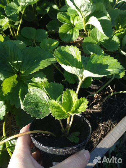 Рассада клубники