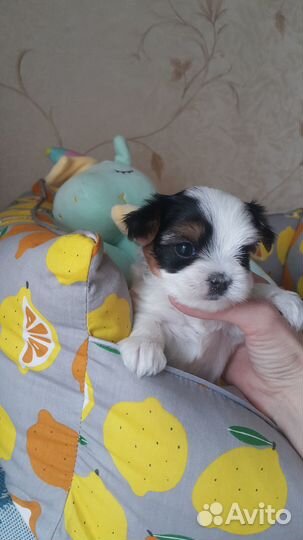 Мини кукольные щенки бивера.йорк.трехцветный
