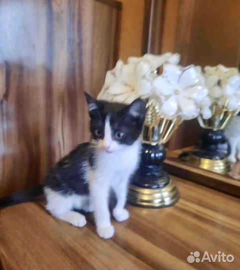 Карапузик в дар