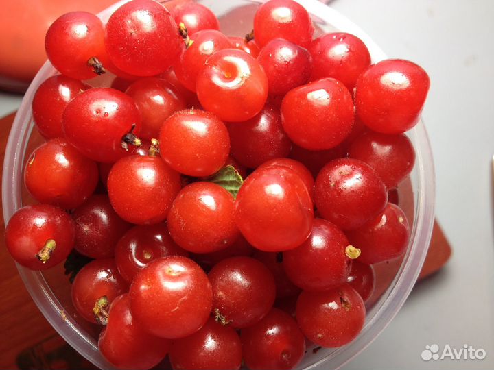 Саженцы войлочной вишни