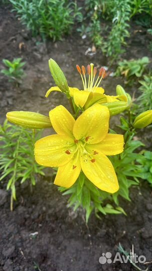 Лилии луковицы