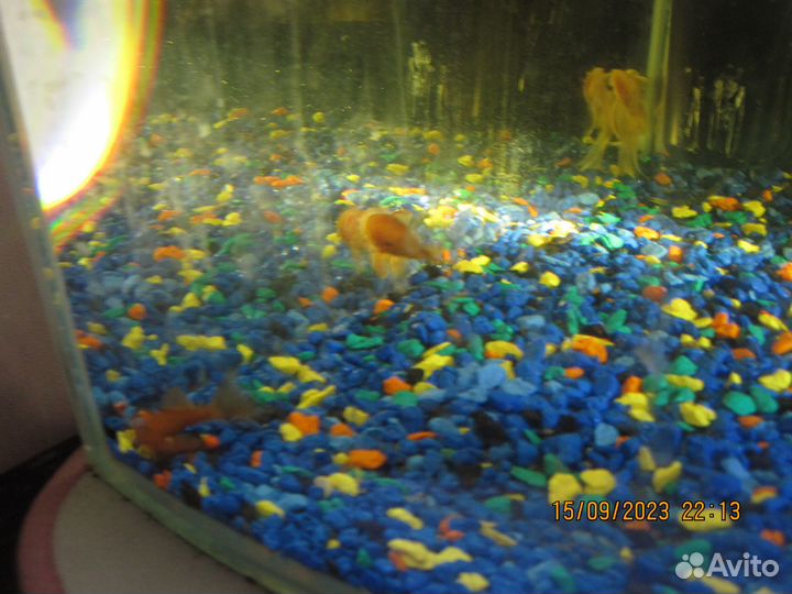 Сомики анциструсы