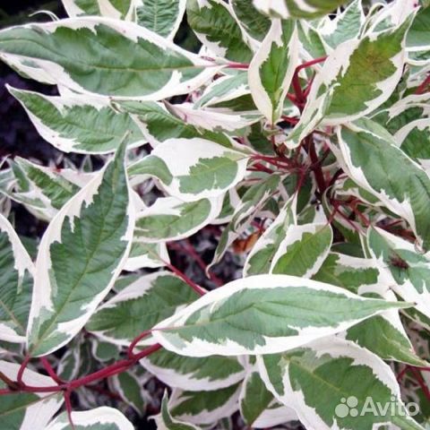 Дерен белый Элегантиссима