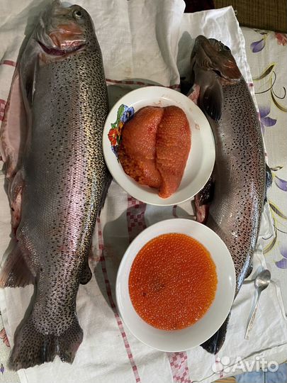 Форель живая