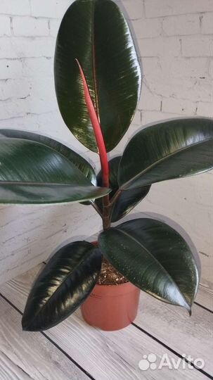 Фикус эластика Абиджан