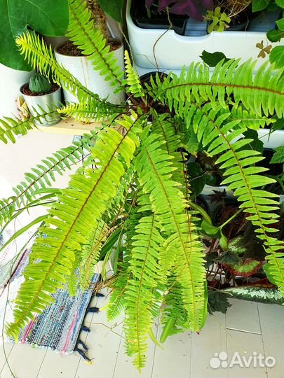 Папоротник комнатный нефролепис