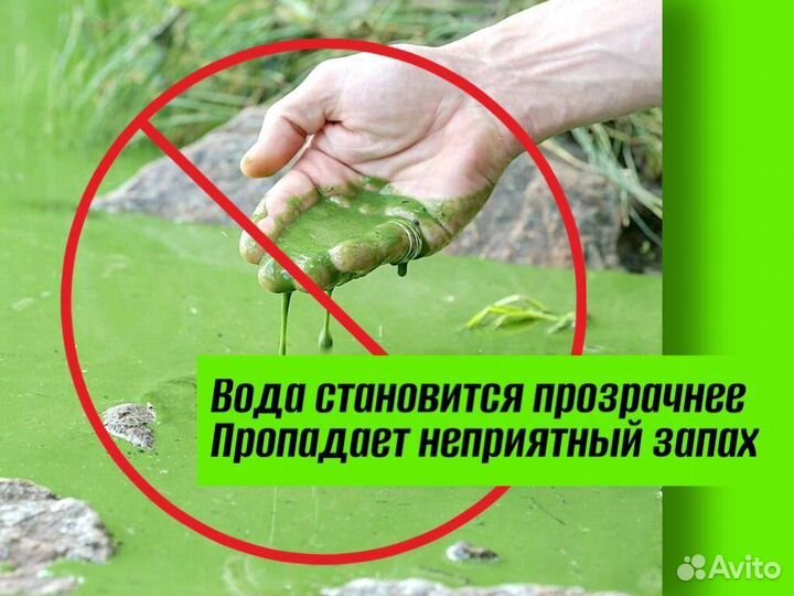 Хлорелла для пруда против цветения