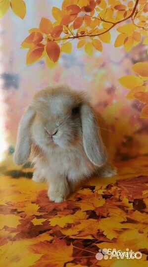 Малыши кролики