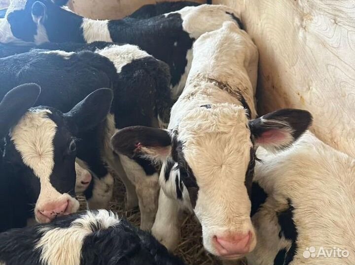 Телята мясной породы бычки