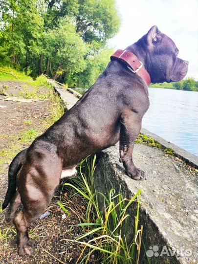 Вязка Американский Булли pocket