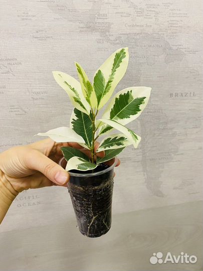 Фикус альбомаргината