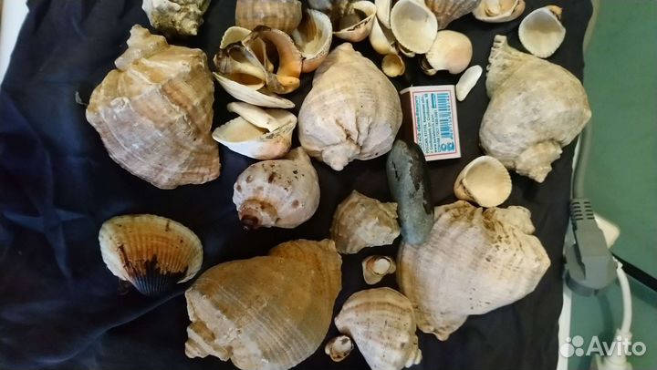 Морские ракушки раковины