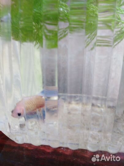 Рыбка петушок