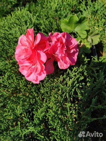 Пеларгония Jagershus Falej