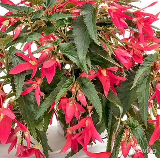 Ампельная бегония