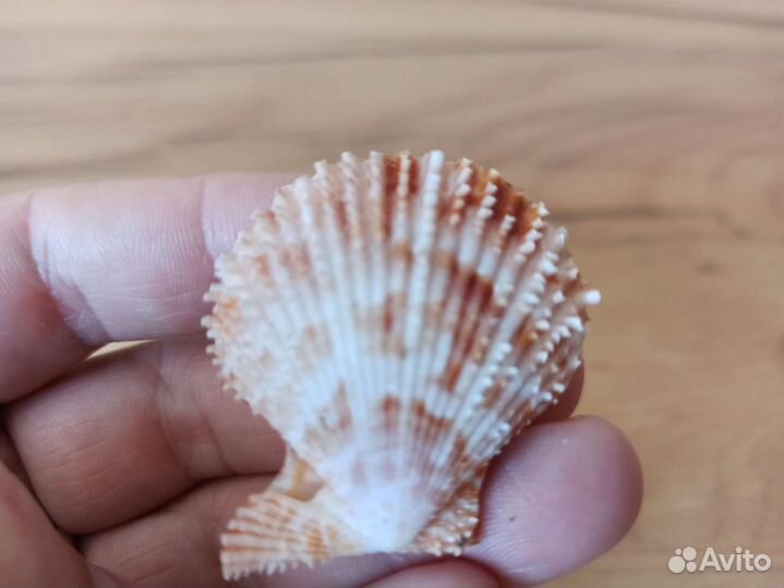 Морская раковина