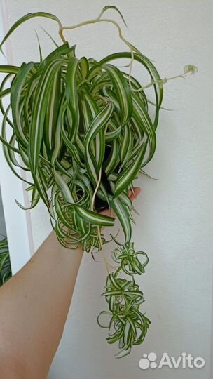 Хлорофитум Бонни (Кудрявый)