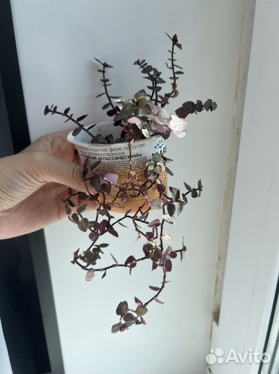 Каллизия репенс