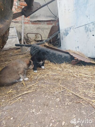 Щенки в дар