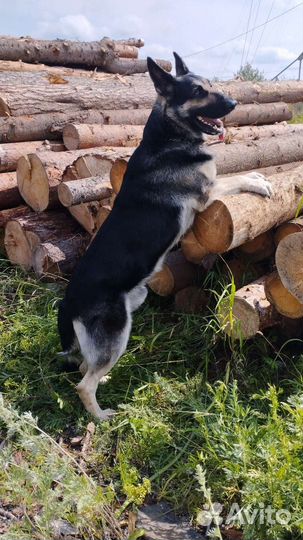 Вязка кобель