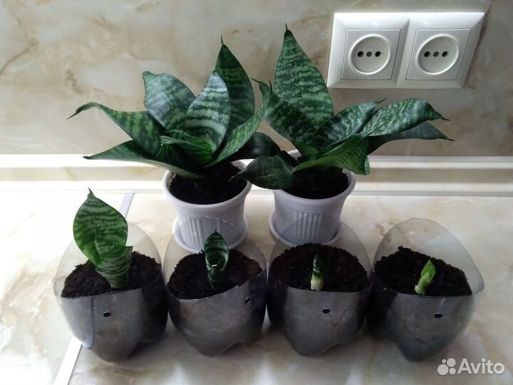 Сансевиерия Хана